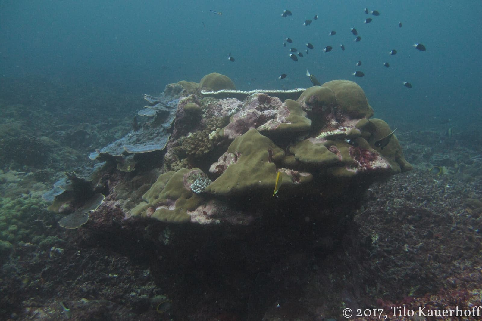 Ein Korallenblock mit kleinen Rifffischen bei den Gili-Inseln