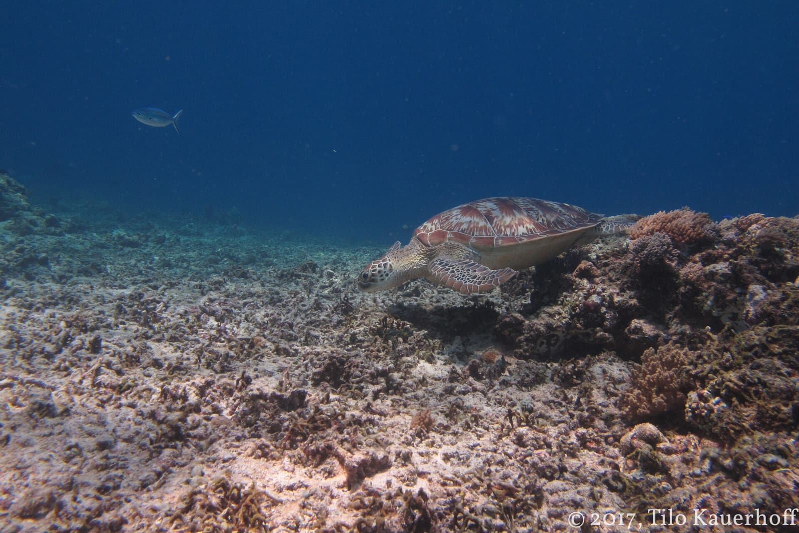Penyu hijau beristirahat di terumbu karang Kepulauan Gili