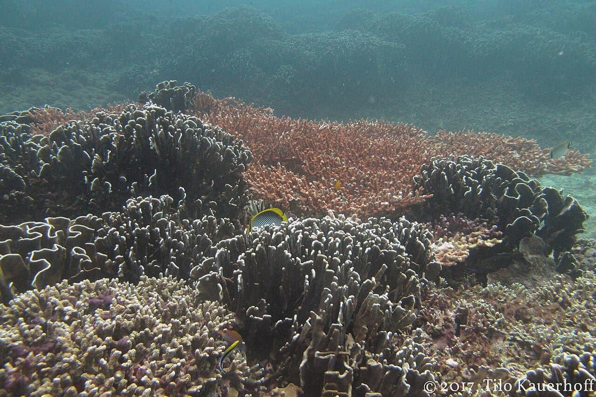 Hartkorallen und Rifffische im flachen Wasser der Gili-Inseln