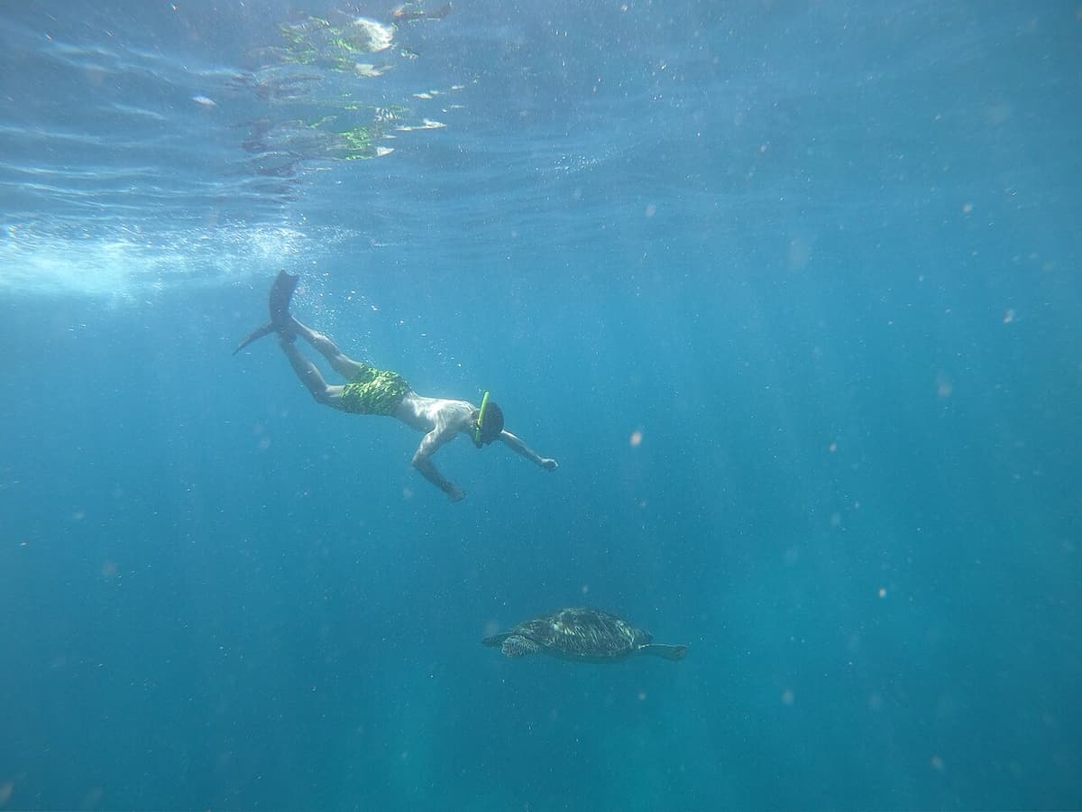 Seorang snorkeler berenang di atas penyu hijau di air biru jernih Kepulauan Gili